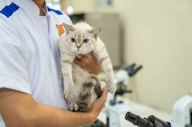 Đào tạo bác sĩ bảo vệ thú cưng - ngành thú y với nhu cầu việc làm rộng mở - ảnh 1 Đào tạo bác sĩ bảo vệ thú cưng - ngành thú y với nhu cầu việc làm rộng mở - ảnh 1